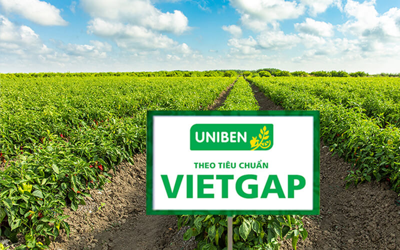 Hỗ Trợ Nông Dân Thực Hiện VietGAP